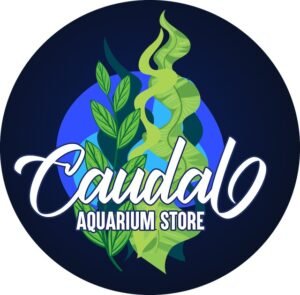 Caudal